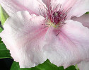 Pink Fantasy
