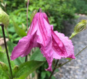 Alionushka