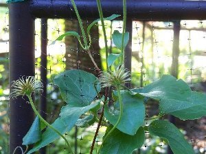 netting for clematis