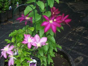clematis in containers
