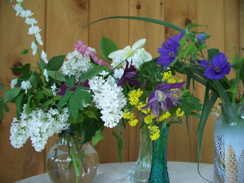 Clematis as cut flowers