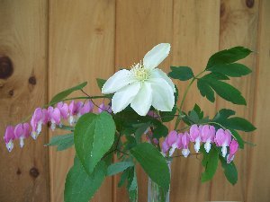 clematis in bouquets