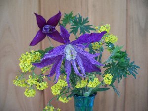clematis in flowers arrangements