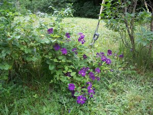 clematis and rose