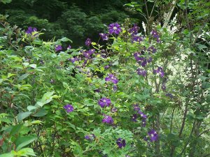 clematis and rose