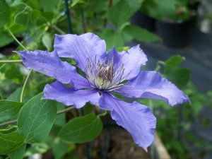 Eyre's Gift clematis