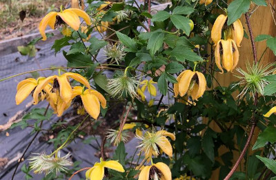 Golden Harvest clematis