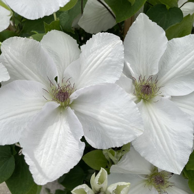 Guernsey Flute clematis