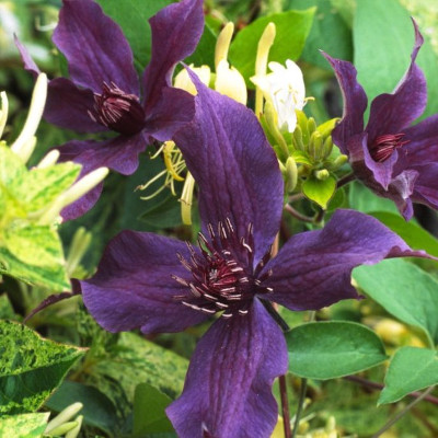 Guiding Promise clematis