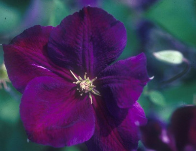 Jackmanii Superba clematis