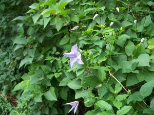 lilac bed