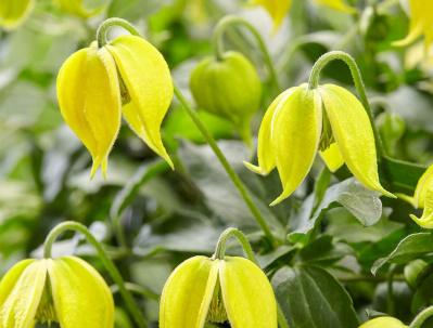 Little Lemon clematis