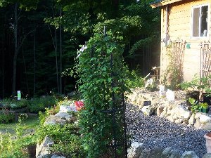 obelisk for clematis