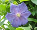 Perle d'Azur