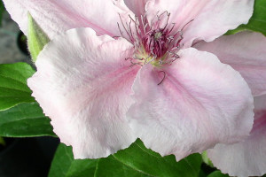 Pink Fantasy