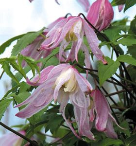 Rosy O'Grady