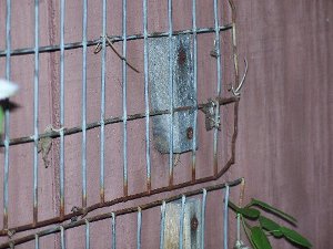 wire to support clematis