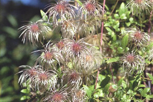 clematis seedheads