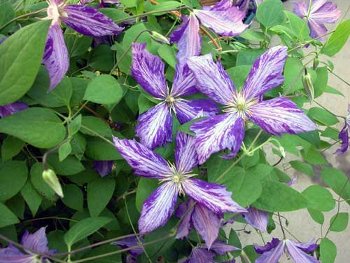 Tie Dye clematis