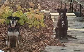 rescue dogs