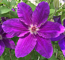 Vancouver Plum Gorgeous clematis