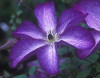 Violet Star
