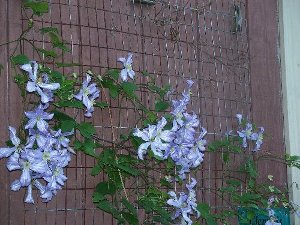 CLematis supports